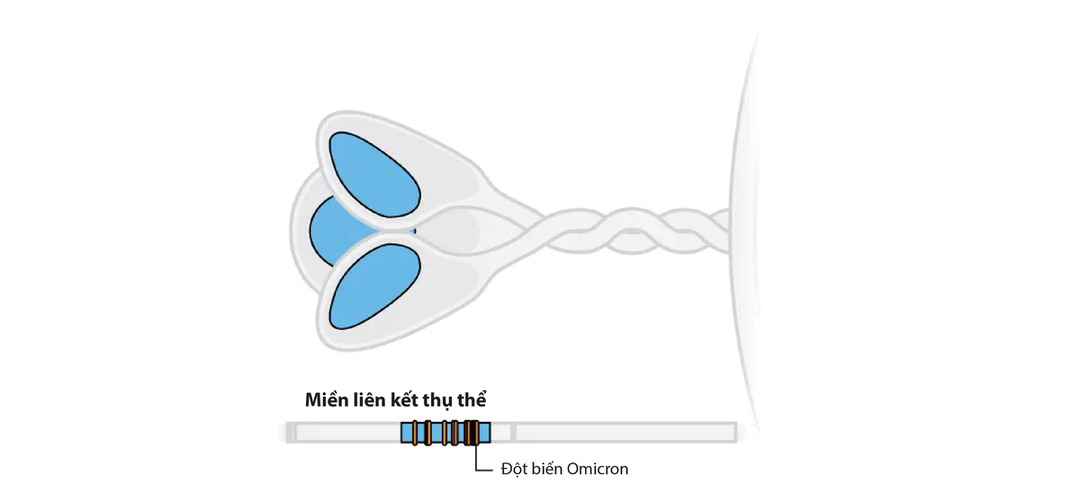 Giải mã đột biến của Omicron