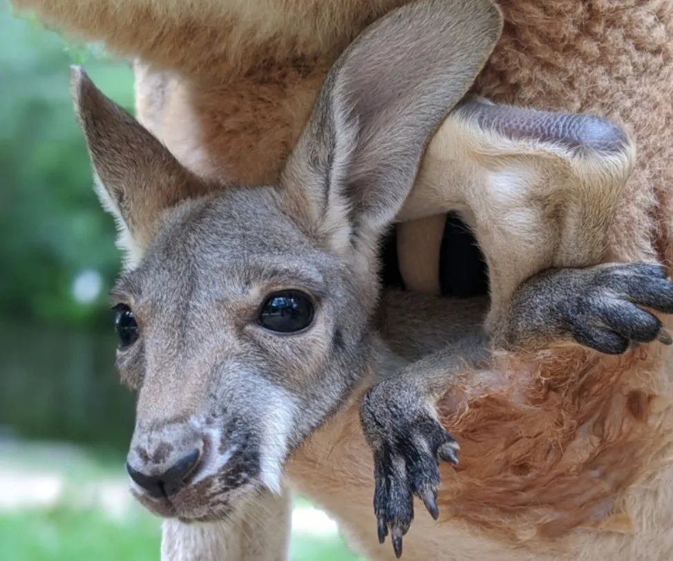 Bên trong túi của loài chuột túi kangaroo cấu tạo ra sao, dùng để làm gì?