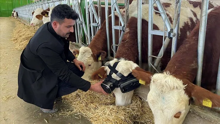 Đeo kính VR để bò hạnh phúc hơn và tiết ra nhiều sữa hơn
