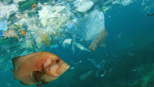 Cá biển chậm lớn vì ô nhiễm nhựa và Trái Đất ấm lên