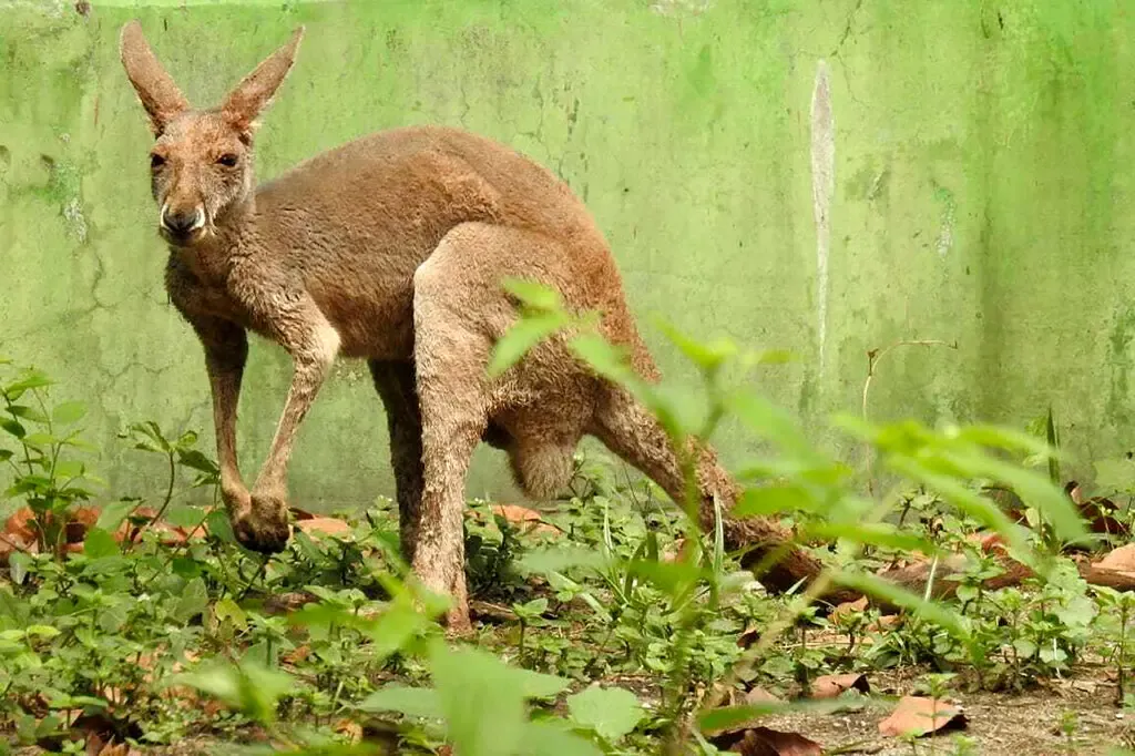 Lý do chuột túi nước Úc xuất hiện ở Ấn Độ xa xôi - con người vẫn là thủ phạm chính