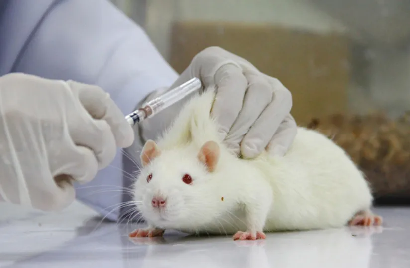 Tiêu hủy các động vật trong phòng thí nghiệm "sắp" bị coi là tội ác ở Đức