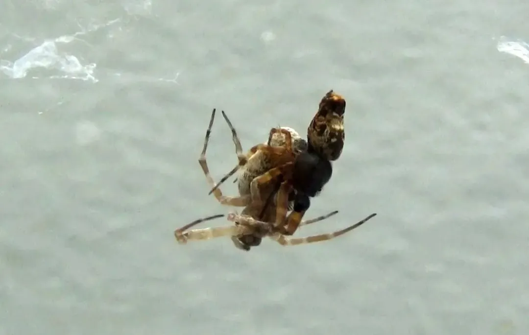 "Tẩu vi thượng sách": Một loài nhện đực đã tìm ra cách thoát khỏi bị nhện cái ăn thịt sau khi ân ái 