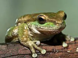thumbnail - Thả 80 cá thể ếch từng suýt tuyệt chủng ở Australia trở lại tự nhiên