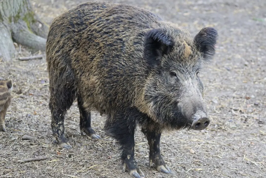 Thành phố Rome đang bị tấn công bởi... lợn rừng