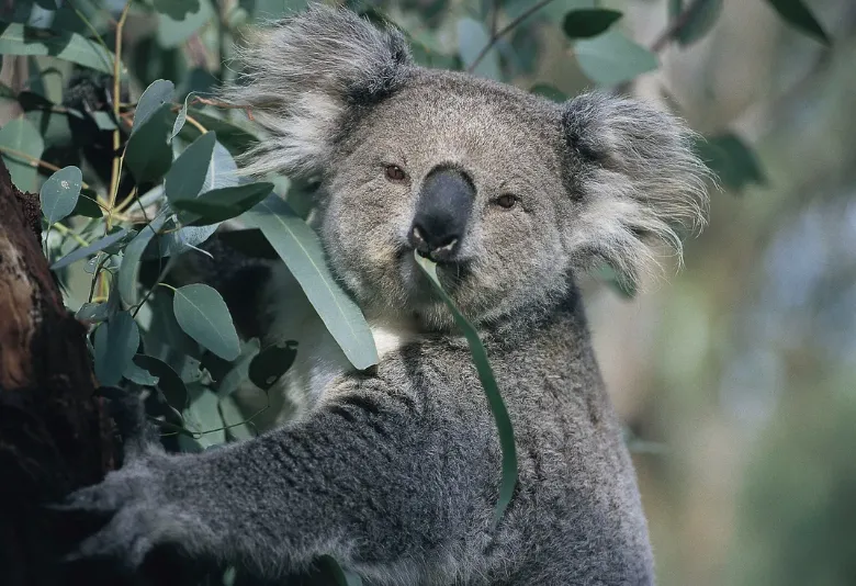 Đứng trước bờ vực tuyệt chủng, gấu Koala "kêu cứu"