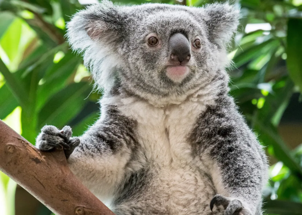 Đứng trước bờ vực tuyệt chủng, gấu Koala "kêu cứu"