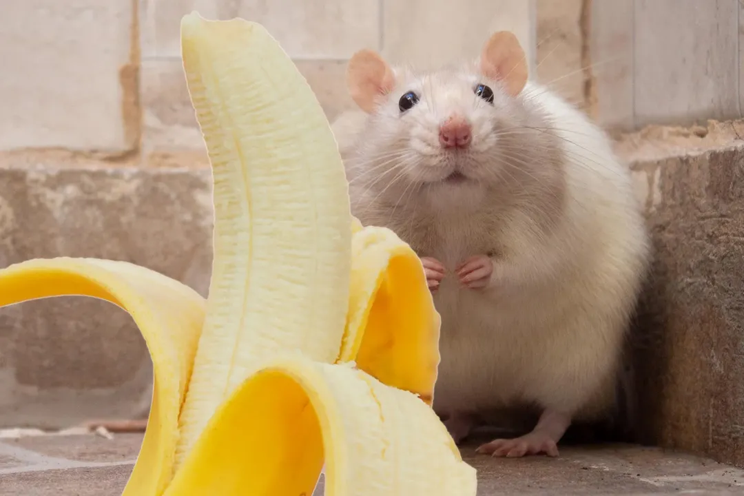 Tại sao chuột đực lại sợ chuối khiếp vía?
