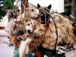thumbnail - "Thảm sát" hơn 10.000 con chó trong lễ hội ở Trung Quốc