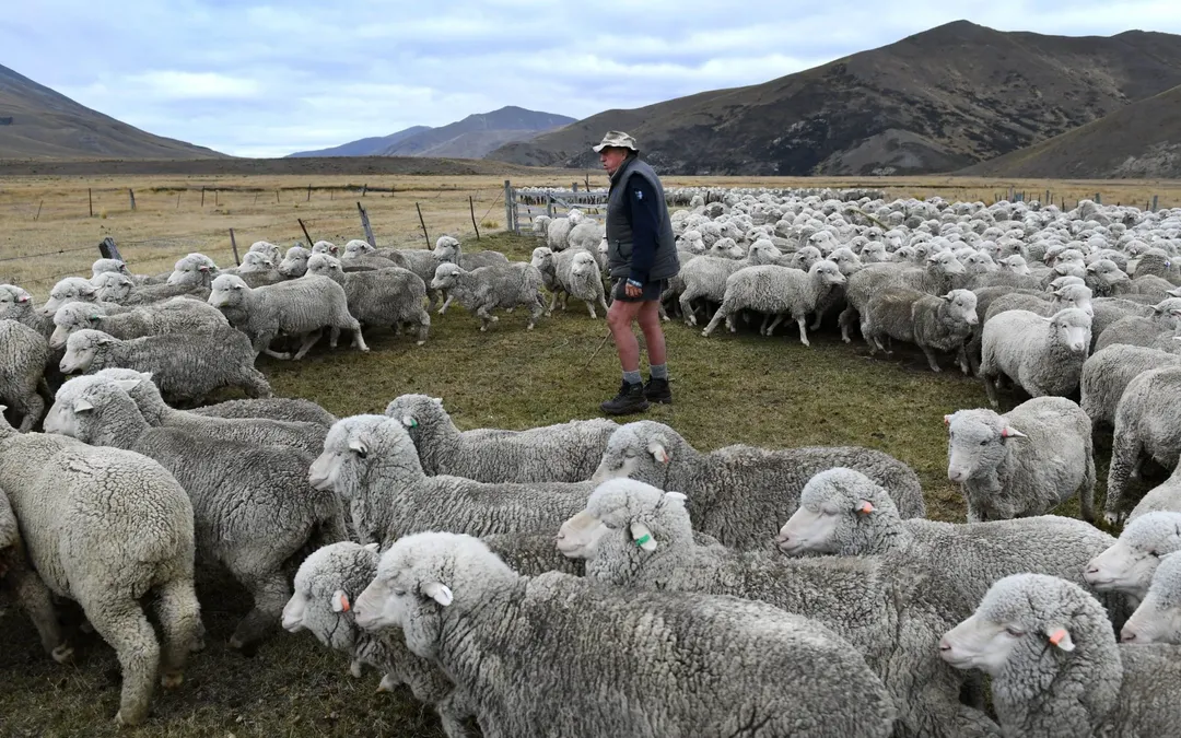 thumbnail - Cuộc sống khó khăn: bò và cừu ở New Zealand sắp bị đánh thuế vì “xì hơi”