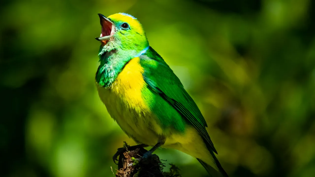 Cám chim chào mào số 1: Thức ăn dinh dưỡng chăm sóc toàn diện chào mào Cám  Chim Thúy Tuấn