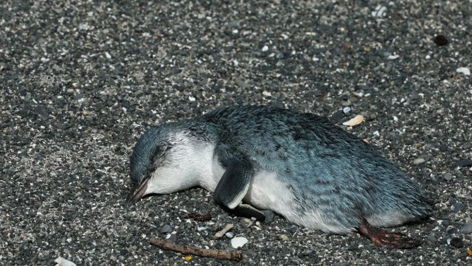 Chuyên gia lý giải nguyên do hơn 500 xác chim cánh cụt trôi dạt ở bờ biển New Zealand