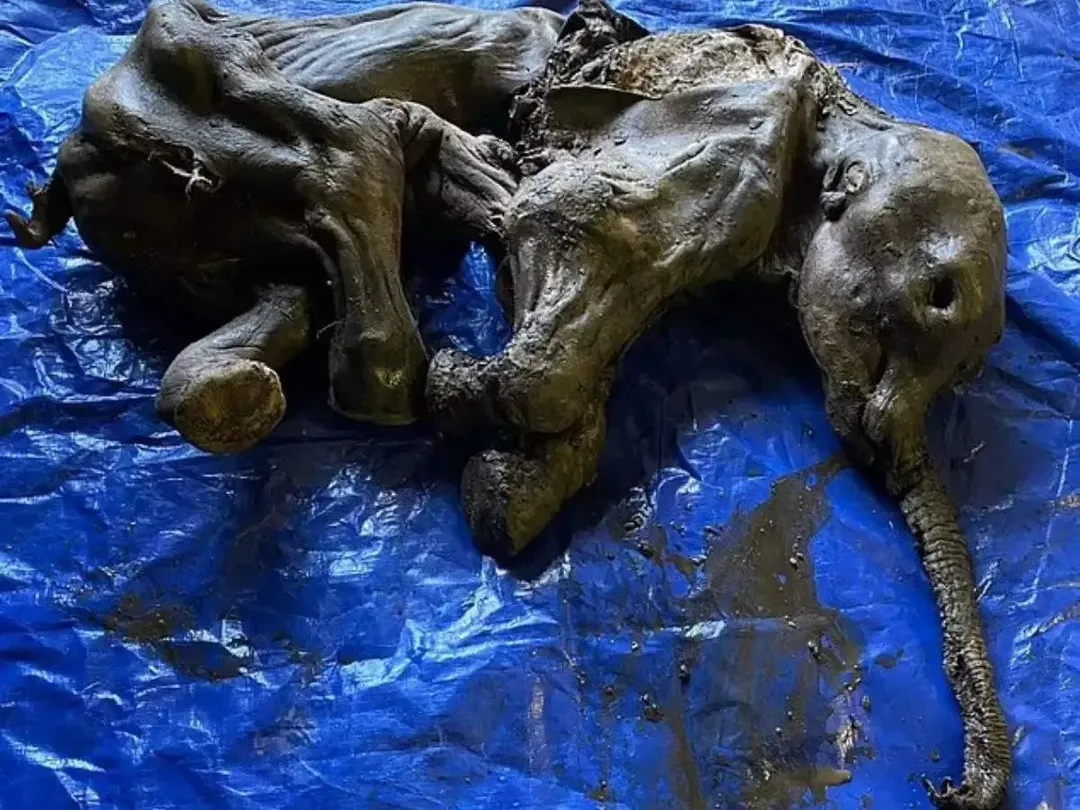 thumbnail - Tìm thấy xác ướp voi ma mút non hơn 30.000 năm tuổi gần như nguyên vẹn