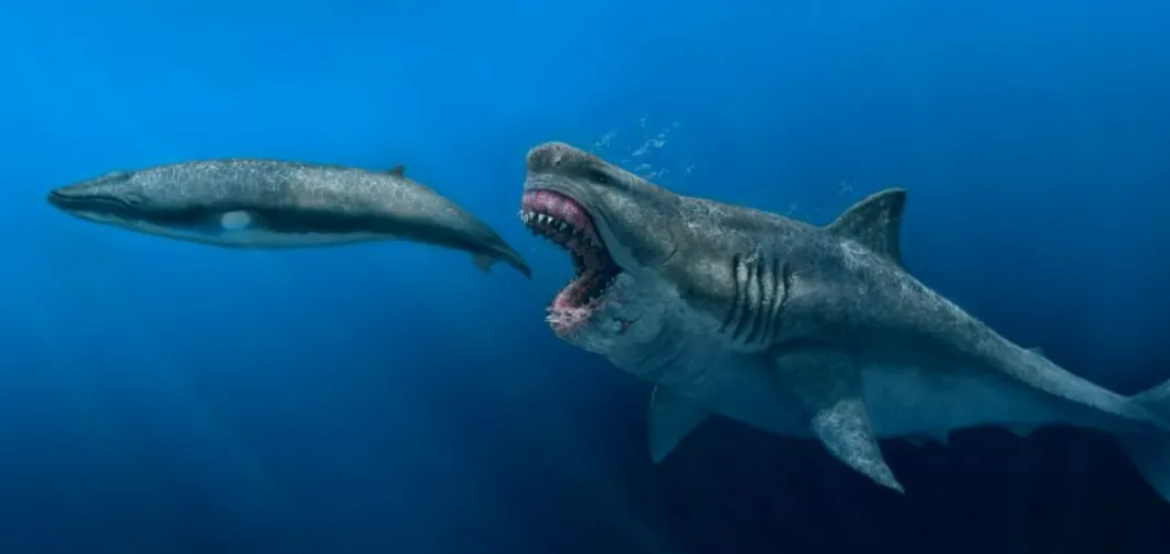 Siêu cá mập Megalodon có thể diệt gọn 1 con cá voi sát thủ dài 8 mét chỉ bằng vài cú đớp