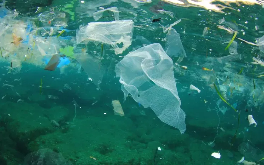 Nhìn hơi ghê nhưng loài vật này có thể là cứu tinh của loài người trong cuộc chiến với rác thải nhựa