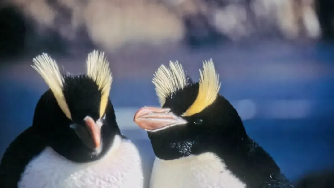 thumbnail - Hành vi kỳ lạ ở chim cánh cụt New Zealand: đẻ trứng nhưng bỏ quả đầu tiên, chỉ ấp quả thứ hai trở đi! Lý do bất ngờ đằng sau!