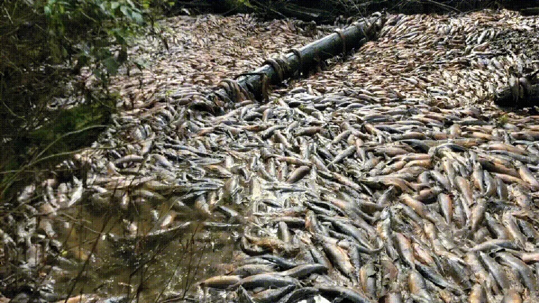 Hạn hán nghiêm trọng giết chết hơn 65.000 con cá hồi, khiến loài cá này chết khi chưa kịp đẻ trứng