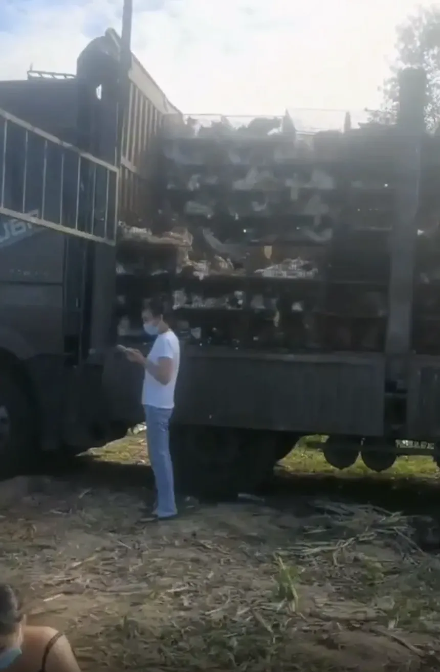 Hàng trăm con chó và mèo bị ngạt chết trong xe tải ở Trung Quốc