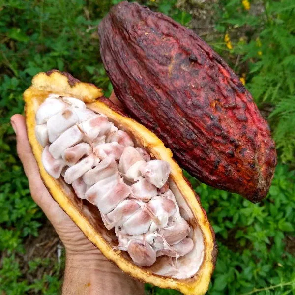 Cacao - cocoa - socola phân biệt như thế nào? Cái nào tốt hơn cho sức khỏe chúng ta?