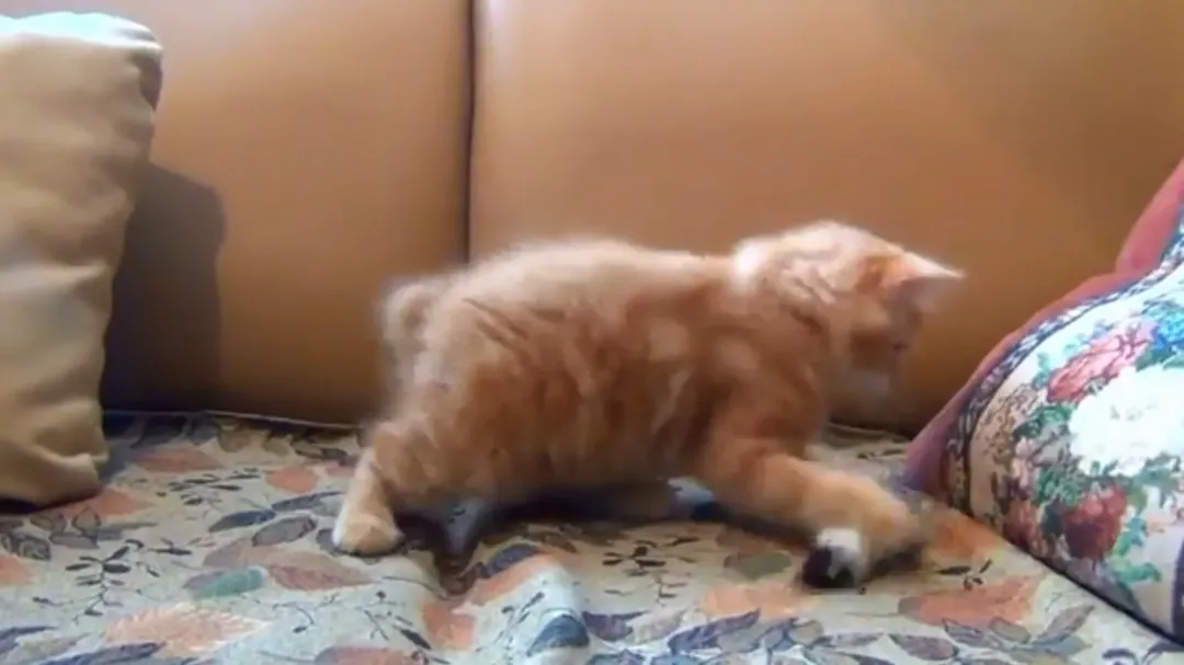 thumbnail - Mèo con bị "lừa" bởi chuột đồ chơi