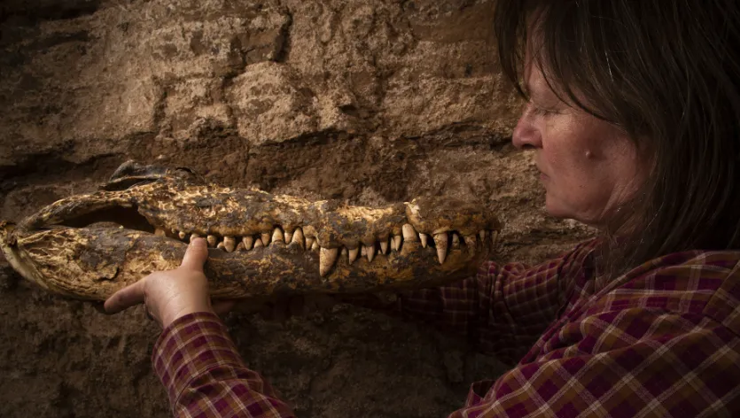 Xác ướp cá sấu 2.500 năm tuổi của người Ai Cập gây kinh ngạc giới khoa học