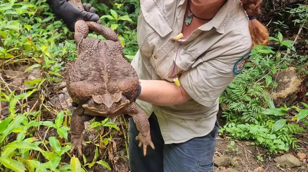 Quái vật cóc khổng lồ toadzilla nặng 2,7 kg sẽ khiến bạn phải sợ hãi khi nhìn thấy