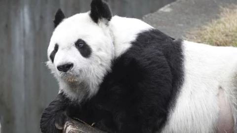 Trung Quốc nhận lại tiêu bản gấu trúc Shuangshuang từ Nhật Bản