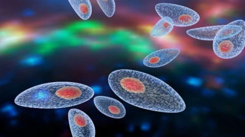 1 loại ký sinh trùng đang lan ra toàn cầu, 2 tỷ người đã mắc