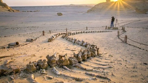 Nghĩa địa cá voi giữa lòng sa mạc Sahara: bằng chứng về cuộc "lột xác" vĩ đại của tự nhiên