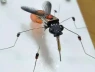 Trung Quốc khoe UAV hình muỗi: Vũ khí do thám tương lai?