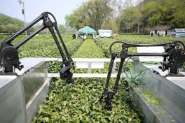 Cuộc cách mạng AI ở nông thôn Trung Quốc: Từ drone đa quang phổ phun thuốc đến robot hái trà