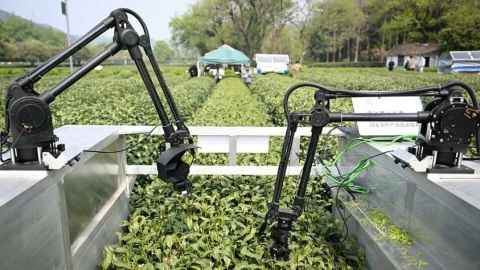 Cuộc cách mạng AI ở nông thôn Trung Quốc: Từ drone đa quang phổ phun thuốc đến robot hái trà