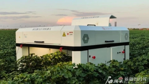 Robot ngắt bông bằng laser đầu tiên trên thế giới ra đời ở Trung Quốc