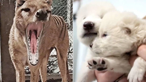 De-Extinction: Khi sói dữ, voi ma mút và hổ Tasmania có cơ hội sống lại