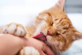 Đừng để kỳ nghỉ hè hóa bi kịch: Cảnh báo nguy cơ bệnh dại từ chó, mèo
