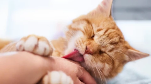 Đừng để kỳ nghỉ hè hóa bi kịch: Cảnh báo nguy cơ bệnh dại từ chó, mèo