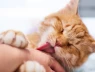 Đừng để kỳ nghỉ hè hóa bi kịch: Cảnh báo nguy cơ bệnh dại từ chó, mèo