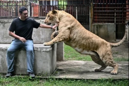 Cơn sốt sư tử làm thú cưng ở Thái Lan: thú vui hay điên rồ?