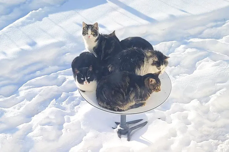 thumbnail - Quá lạnh, đàn mèo sử dụng ăng-ten 500 USD của Starlink để… sưởi ấm