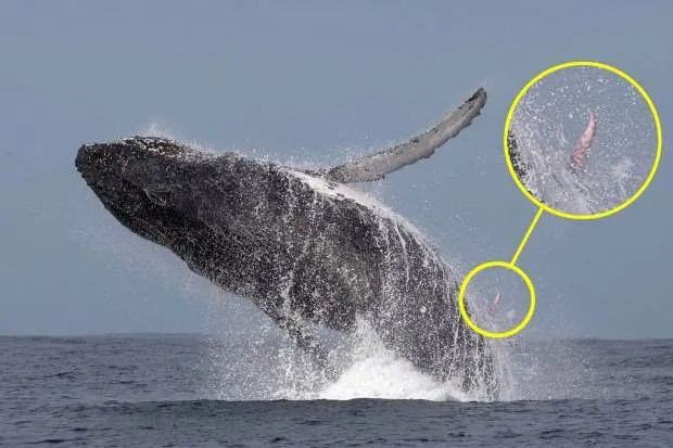 Vô tình chụp ảnh được dương vật dài đến… 3 mét của một con cá voi lưng gù