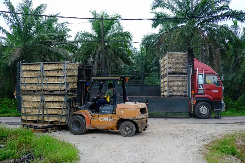 Lệnh cấm của Malaysia làm rúng động ngành cơm gà Singapore