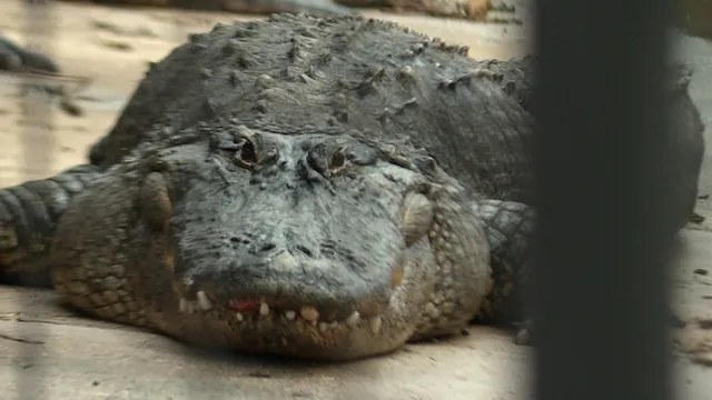 Chuyện lạ: Vào sở thú trộm trứng cá sấu về ấp, 20 năm sau trả lại nguyên con