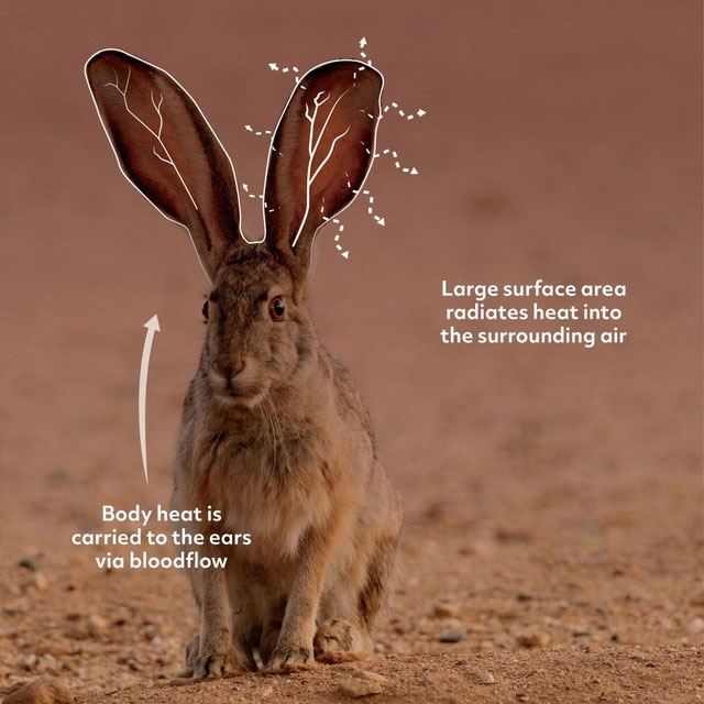 Loài thỏ có cái to tướng cực dị, không chỉ nghe ngóng mà còn là máy điều hòa cho cơ thể