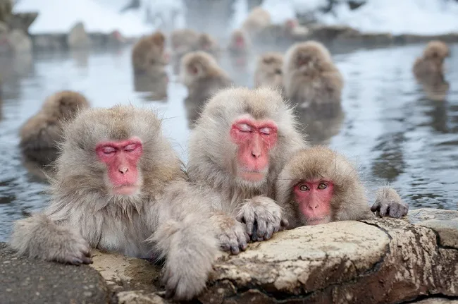 Võ Tác Thiên của loài khỉ: đánh mẹ ruột, hạ 4 con khỉ đực, nữ vương khỉ đầu tiên sau 70 năm