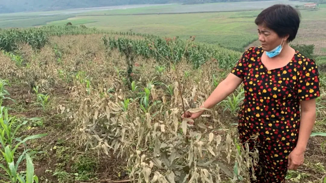 'Không khí lạ' khiến người bị ngất, 60ha cây khô lá ở Tằng Loỏng, Lào Cai là do sự cố khí thải axit sunfuric