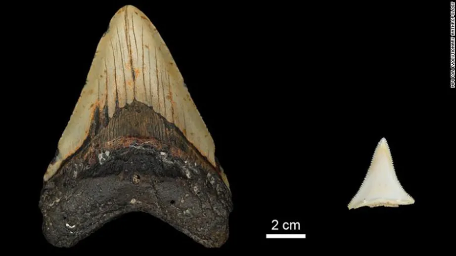 Lí do nào khiến siêu cá mập cổ đại Megalodon tuyệt chủng?
