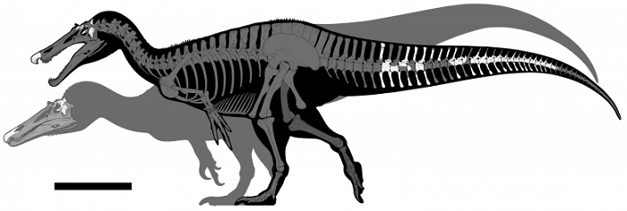 Phát hiện loài khủng long mới dài 9m, mặt giống cá sấu