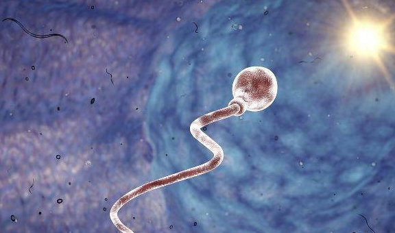 Tinh trùng không được thụ tinh thì sẽ đi đâu? Bạn sẽ hiểu sau khi đọc bài này