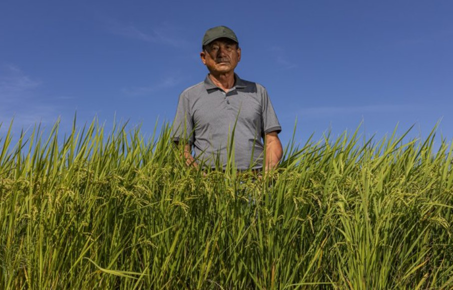 Nông dân vùng trồng lúa cuối cùng của Hàn Quốc: Gạo Hàn rồi sẽ vượt qua Nhật Bản