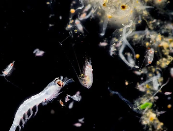 Rác thải nhựa đang nhấn chìm đại dương, đe dọa các sinh vật biển